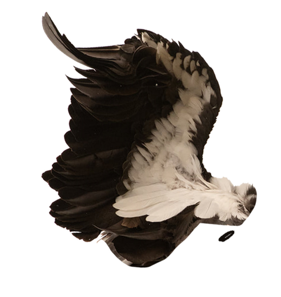Condor